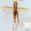 CollectionObject 1530781; 65db361c-0329-4273-a9f1-a92a55e711fb: female, dorsal view (syntype). (CollectionObject).