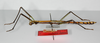 CollectionObject 1558834; ef930432-43ea-4ace-86a9-a96da611f4b6: copyright ZMB, Berlin. male, lateral view (holotype). (CollectionObject).
