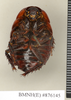 CollectionObject 1572890; 8aa4274f-72f7-4e5c-88cd-6e413d4da01d: Copyright Natural History Museum, London. Non-type (adult male) in BM(NH). Ventral view. (CollectionObject).