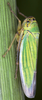 Live specimen on Cicadella lasiocarpae Ossiannilsson, 1981: female. (Observation).