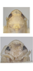 Head on Eurhadina (Singhardina) pookiewica Dworakowska, 2002: head and thorax, dorsal view; face. (Observation).