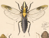 Habitus, dorsal view on Phera centrolineata (Signoret, 1855): (Observation).