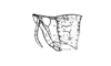 Elysiacris ensicornis Cigliano, 1999: Fig. 192. female, head and pronotum, lateral view. (Otu).