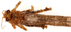 CollectionObject 1499673; 28174ff4-f5d8-492f-bf7b-4ba285abf8d5: male, dorsal view. (CollectionObject).