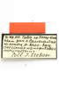 CollectionObject 1589289; 768baaf9-d0e4-4b53-a928-e82465a28e2f: male, labels (potential type). (CollectionObject).