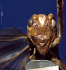 CollectionObject 1520545; 3cee6fc0-7443-4908-9560-f2cf5e5859ce: male, frontal view (syntype). (CollectionObject).