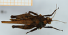 male, dorsal view (syntype). Depicts CollectionObject 1584347; 8c6e3926-f852-450f-8bc2-2dddaa80d0ef, a CollectionObject.