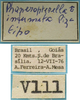 male, labels (holotype). Depicts CollectionObject 1542806; 1bc8dcf1-960b-439d-99b9-eeea6cf72bbb, a CollectionObject.