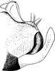 Pygofer, lateral view on Edwardsiana nicolovae Dlabola, 1967: Genital capsule, lateral view. (Observation).