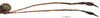 CollectionObject 1581737; f77b5920-f19e-49b0-9eca-06b839a5cf11: male, antenna (holotype). (CollectionObject).