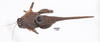 CollectionObject 1599713; d8d76795-6a08-44e9-bb09-09d831e4118b: male, dorsal view (paratype). (CollectionObject).