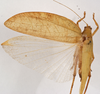 CollectionObject 1534697; b00373bf-7642-4342-81e4-56659568cf88: male, dorsal view (syntype). (CollectionObject).