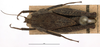 CollectionObject 1506728; 3c7894c8-34c2-4609-8016-bfbacfabbb2b: female, dorsal view (syntype). (CollectionObject).