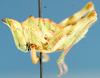 Thericlesiella meridionalis (Sjöstedt, 1923): lateral view. (Otu).