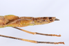 CollectionObject 1590066; 5ec2418e-ebf8-405e-a39f-7e0f95fe1356: copyright MNHN, Paris. female: end of abdomen, lateral view (holotype). (CollectionObject).