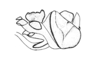 Neuquenina fictor (Rehn, 1943): Fig. 43. phallic complex, lateral view. (Otu).