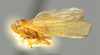 Habitus, lateral view on Omolicna cubana (Myers, 1926): (Observation).