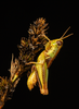 CollectionObject 2008377; 261012b7-29fb-44df-a485-f1240cb8327c: green male alive, lateral view. (CollectionObject).