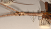 CollectionObject 1557423; a67660e4-0f78-4b4e-af9a-2536327852b6: copyright OUMNH. female: head & thorax, lateral view (syntype). (CollectionObject).