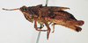 CollectionObject 1540638; 2af90a03-21c7-4d9d-a880-5d0b119aa5f7: female, lateral view (syntype). (CollectionObject).
