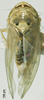 Habitus, dorsal view on Exitianus nanus (Distant, 1908): (Observation).