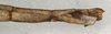 CollectionObject 1557030; 8e3173ef-6d4c-413a-8625-a2c21ce2e3d7, NMW 796: copyright NMW, Vienna. female of synonym Bostra godmani: end of abdomen, lateral view (paralectotype). (CollectionObject).