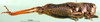 CollectionObject 1566928; acd8cd12-2c06-4813-915b-9520b922a407: female, lateral view (paratype). (CollectionObject).