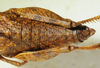 CollectionObject 1498698; e635f42f-e230-4b9e-b777-9f05fe07814c: female abdomen, dorsal view. (CollectionObject).