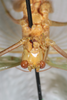 CollectionObject 2376978; bb371f53-4fb4-4895-8d57-75e746bdada8: male, anterior view (syntype). (CollectionObject).