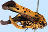 Pardalota versicolor Brunner von Wattenwyl, 1878: female, lateral view (specimen from Congo). (Otu).