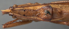 CollectionObject 1506564; 150cc512-9bff-498a-80db-2d89d0d916a7: male head and pronotum, dorsal view (possible type). (CollectionObject).
