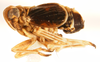 Habitus, lateral view on Paraliburnia kilmani (Van Duzee, 1897): (Observation).