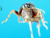 CollectionObject 1502006; 90e47e0a-cf15-4855-b71b-c60db9ff9bd6: subadult male, frontal view. (CollectionObject).