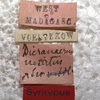 CollectionObject 1505629; d4eb3fc9-5338-4aac-82fc-24b0fd9223bc: labels (syntype). (CollectionObject).
