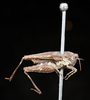 female, lateral view (syntype of Acrydium cristatum). Depicts CollectionObject 1531174; UZIU Thunberg Collection nr 15818, f3f085e0-7b70-443f-b123-dd3ece9f40ad, a CollectionObject.