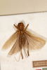 CollectionObject 1531276; 48681b7a-2be1-437d-970c-6ca62050ee3e: female, dorsal view (syntype). (CollectionObject).