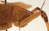 CollectionObject 1534699; ff1d96fe-631e-4577-905a-72d333e070ad: male pronotum lateral (syntype of Mataeus longipennis). (CollectionObject).