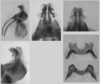 Melanoplus stupefactus (Scudder, 1876): male genitalia. (Otu).