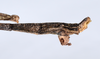 CollectionObject 1559124; 6035290c-9c99-4d02-b00c-c50ce63cde79: copyright ANSP. male: end of abdomen, lateral view (holotype). (CollectionObject).
