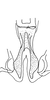 Connective on Bretega ensiverpa Stiller, 2017: Connective, dorsal view. (Observation).