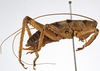 CollectionObject 1529707; ae1b49ec-cf67-4ad2-a8c8-1e46d01f6c97: male, lateral view (holotype). (CollectionObject).