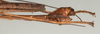 CollectionObject 1557575; NMW 1164, 002ec80e-62b1-451c-9d93-2e6278f590b0: copyright NMW, Vienna. male: end of abdomen, lateral view of synonym Calvisia commutata (holotype). (CollectionObject).