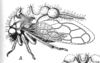 Habitus, lateral view on Eucyphonia bifurcata (Sakakibara, 1968): (Observation).