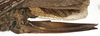CollectionObject 1539732; a1a02b5a-639d-47c5-badd-bf1a6ee56db3: female ovipositor (holotype). (CollectionObject).