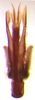 Aedeagus, posterior view on Arapona vallea DeLong, 1979: Male holotype [OSU]: aedeagus, posterior view. (Observation).