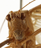CollectionObject 1529780; 54d9f6c1-35b8-4a9f-bbd4-829139cdfc08: female, frontal view (holotype). (CollectionObject).