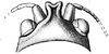 Dicranacrus voeltzkowi Saussure, 1899: head, dorsal view. (Otu).