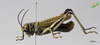 CollectionObject 2280459; d30ee321-b6e3-47d8-98da-2cfbbfd788ea, Unioeste Cascavel K-1313: Male, lateral view. (CollectionObject).