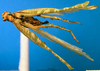 CollectionObject 1502442; c389ec07-12a2-4547-9f28-b994dae89fec: female, dorsal view. (CollectionObject).