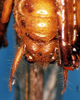 CollectionObject 1505458; 265a54be-add9-4d51-b96d-a0109759bc0c: male abdomen tip, ventral view. (CollectionObject).